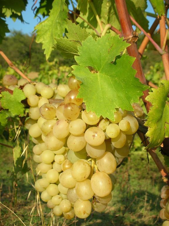 Podere Le Chiuse Sovana Dış mekan fotoğraf
