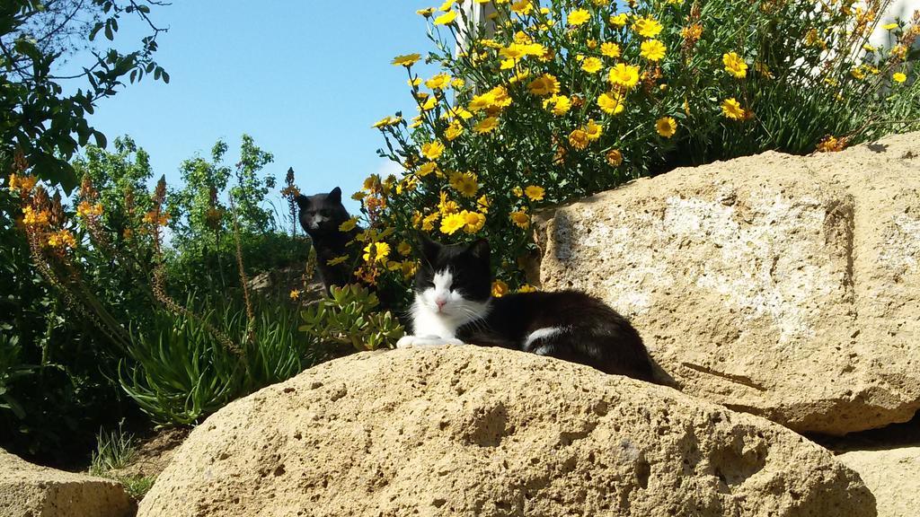 Podere Le Chiuse Sovana Dış mekan fotoğraf
